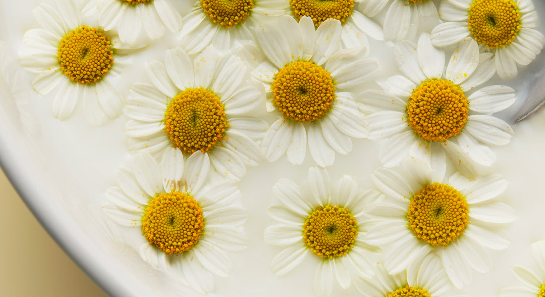 Close-up of white flowers with yellow centers arranged on a white surface.