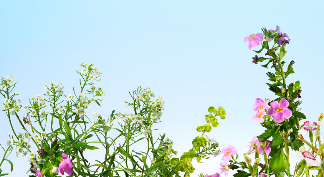 Floral arrangement with pink and white flowers against a clear blue sky