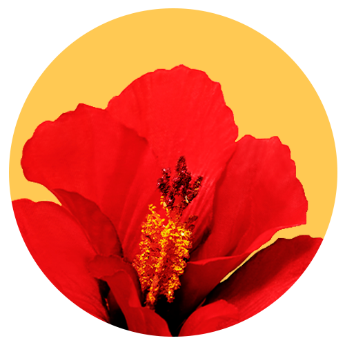 Close up image of a flower