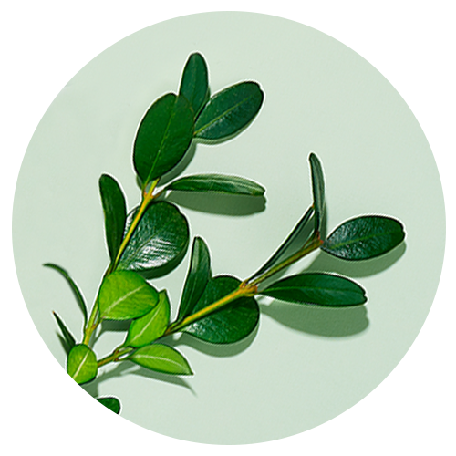 Close up image of moringa leaves